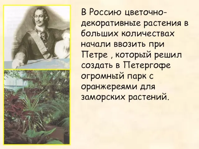 В Россию цветочно-декоративные растения в больших количествах начали ввозить при Петре ,