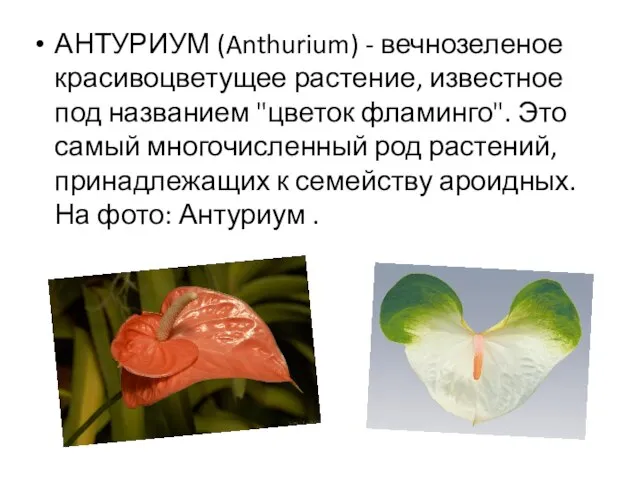 АНТУРИУМ (Anthurium) - вечнозеленое красивоцветущее растение, известное под названием "цветок фламинго". Это