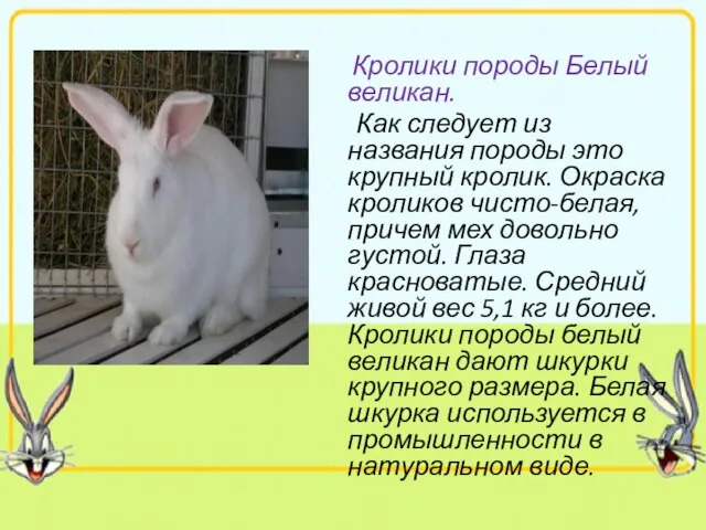 Кролики породы Белый великан. Как следует из названия породы это крупный кролик.