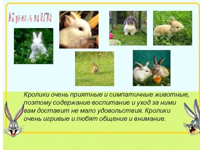 Кролики очень приятные и симпатичные животные, поэтому содержание воспитание и уход за