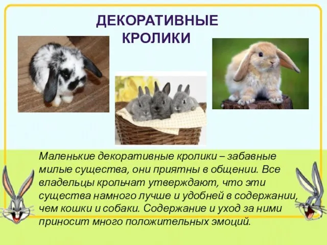 Декоративные кролики Маленькие декоративные кролики – забавные милые существа, они приятны в