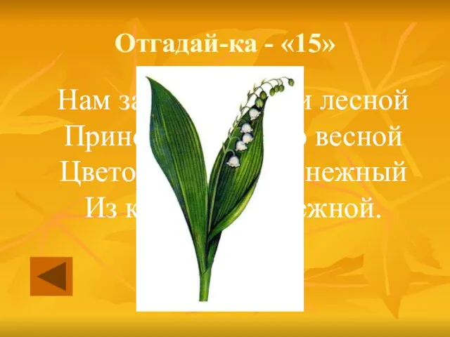 Отгадай-ка - «15» Нам запах свежести лесной Приносит позднею весной Цветок душистый, нежный Из кисти белоснежной.