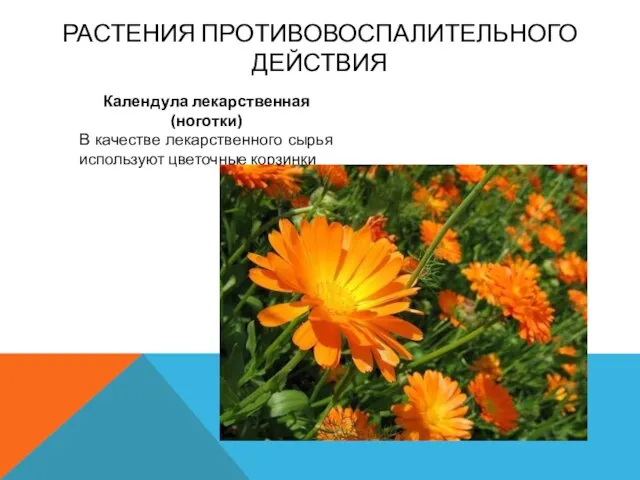 Растения противовоспалительного действия Календула лекарственная (ноготки) В качестве лекарственного сырья используют цветочные корзинки