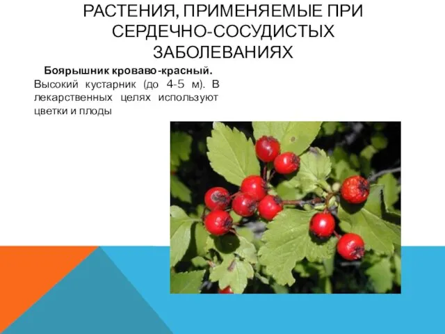 Растения, применяемые при сердечно-сосудистых заболеваниях Боярышник кроваво-красный. Высокий кустарник (до 4-5 м).