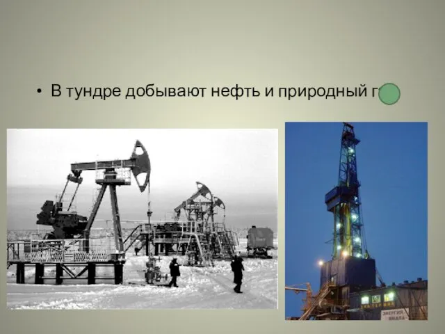В тундре добывают нефть и природный газ.