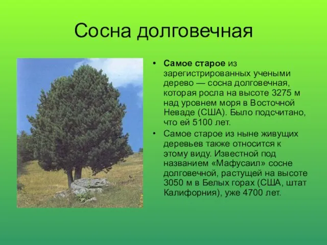 Сосна долговечная Самое старое из зарегистрированных учеными дерево — сосна долговечная, которая