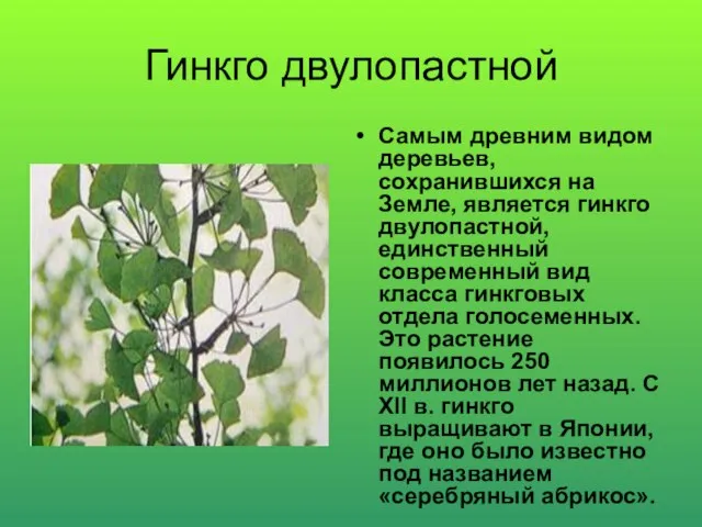 Гинкго двулопастной Самым древним видом деревьев, сохранившихся на Земле, является гинкго двулопастной,