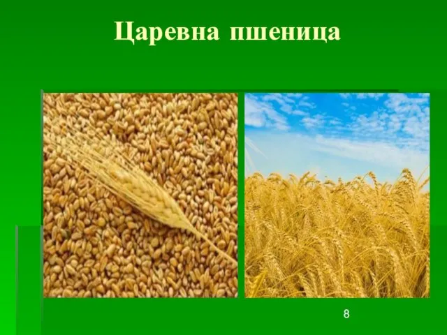 Царевна пшеница