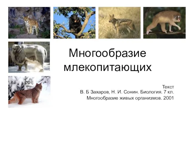 Презентация на тему Многообразие млекопитающих