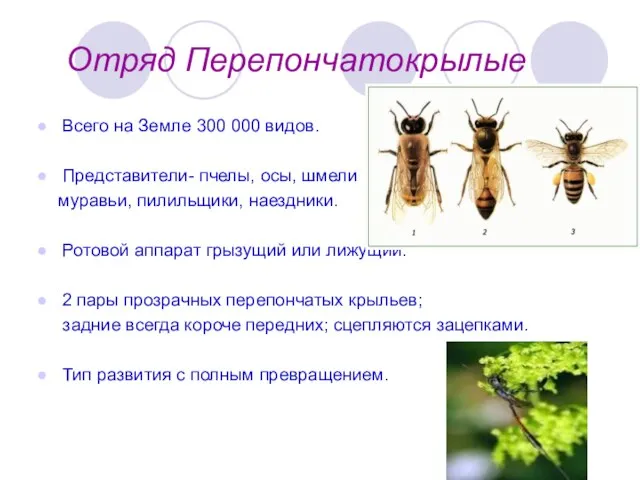 Отряд Перепончатокрылые Всего на Земле 300 000 видов. Представители- пчелы, осы, шмели