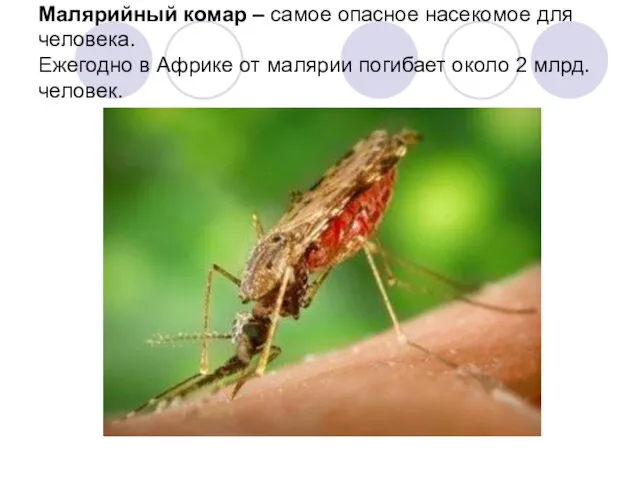 Малярийный комар – самое опасное насекомое для человека. Ежегодно в Африке от