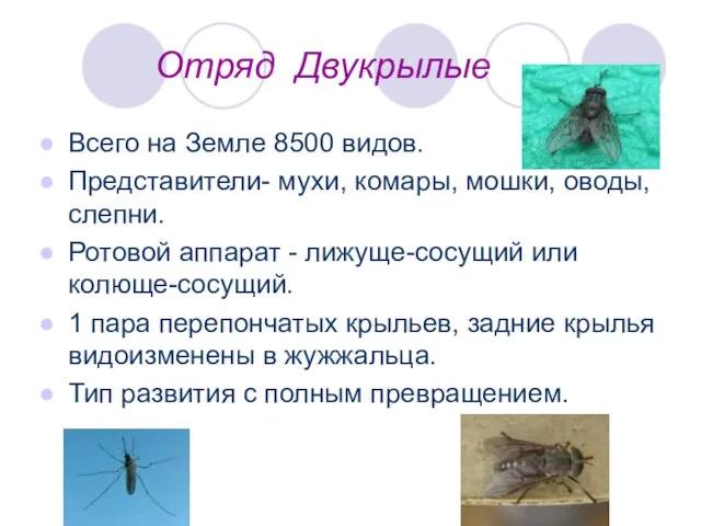 Отряд Двукрылые Всего на Земле 8500 видов. Представители- мухи, комары, мошки, оводы,