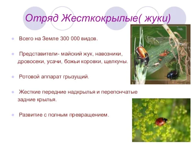 Отряд Жесткокрылые( жуки) Всего на Земле 300 000 видов. Представители- майский жук,