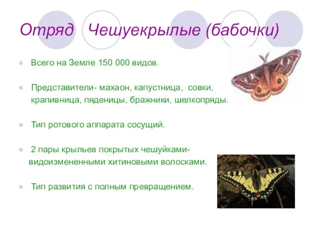 Отряд Чешуекрылые (бабочки) Всего на Земле 150 000 видов. Представители- махаон, капустница,