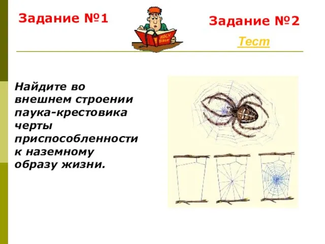 Задание №1 Тест Задание №2 Найдите во внешнем строении паука-крестовика черты приспособленности к наземному образу жизни.