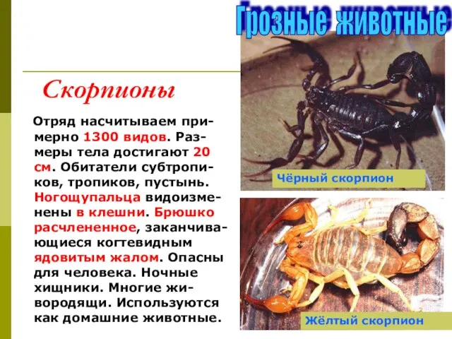 Скорпионы Отряд насчитываем при-мерно 1300 видов. Раз-меры тела достигают 20 см. Обитатели