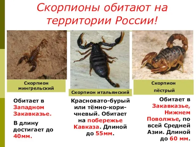 Скорпионы обитают на территории России! Скорпион пёстрый Скорпион мингрельский Скорпион итальянский Обитает