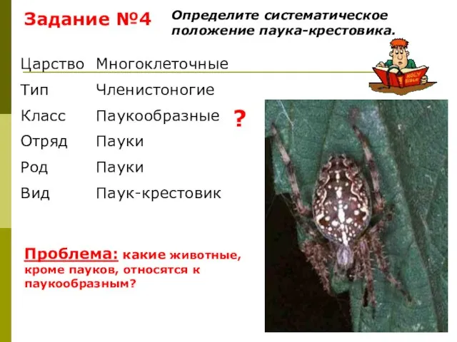 Задание №4 Определите систематическое положение паука-крестовика. Проблема: какие животные, кроме пауков, относятся