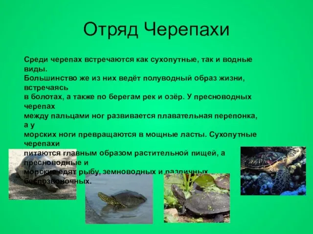 Отряд Черепахи Среди черепах встречаются как сухопутные, так и водные виды. Большинство