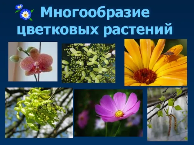 Презентация на тему Многообразие цветковых растений