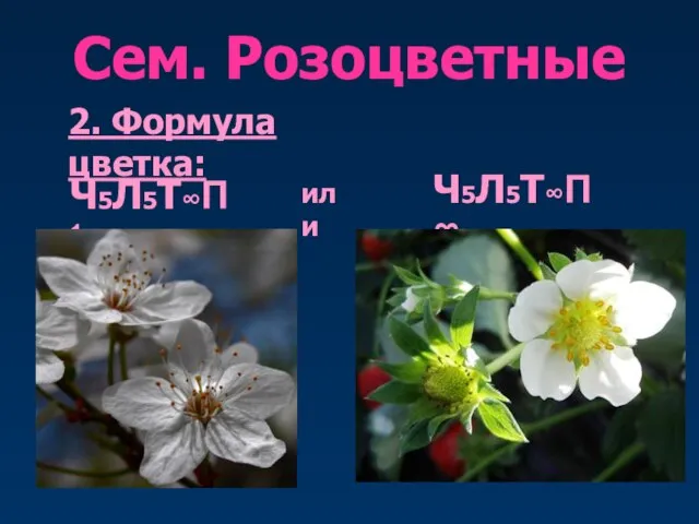 Сем. Розоцветные 2. Формула цветка: Ч5Л5Т∞П1 Ч5Л5Т∞П∞ или
