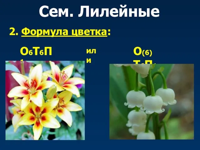 Сем. Лилейные 2. Формула цветка: О6Т6П1 или О(6)Т6П1