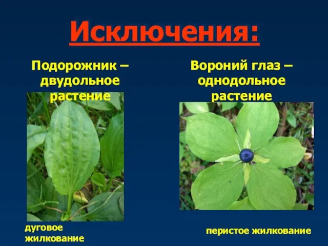 Исключения: Подорожник – двудольное растение дуговое жилкование Вороний глаз – однодольное растение перистое жилкование