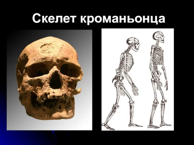 Скелет кроманьонца