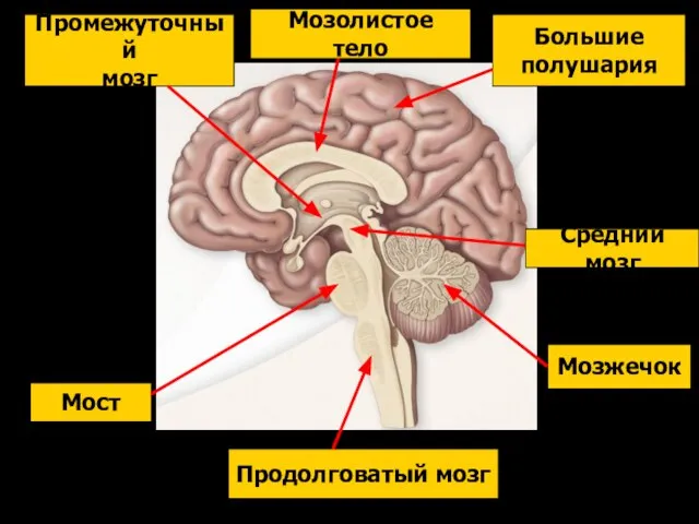 Продолговатый мозг Мост Мозжечок Средний мозг Промежуточный мозг Большие полушария Мозолистое тело