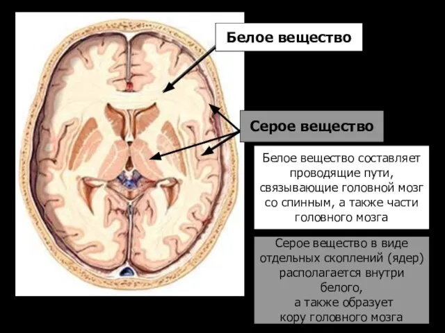 Белое вещество Серое вещество Белое вещество составляет проводящие пути, связывающие головной мозг