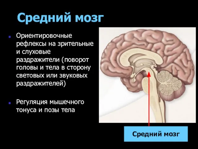 Средний мозг Ориентировочные рефлексы на зрительные и слуховые раздражители (поворот головы и