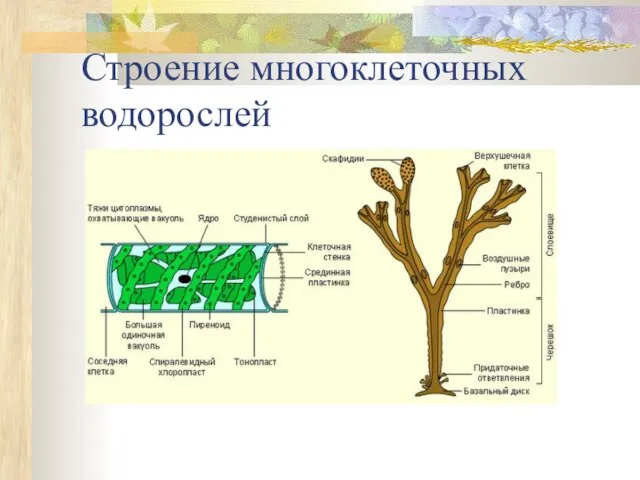Строение многоклеточных водорослей