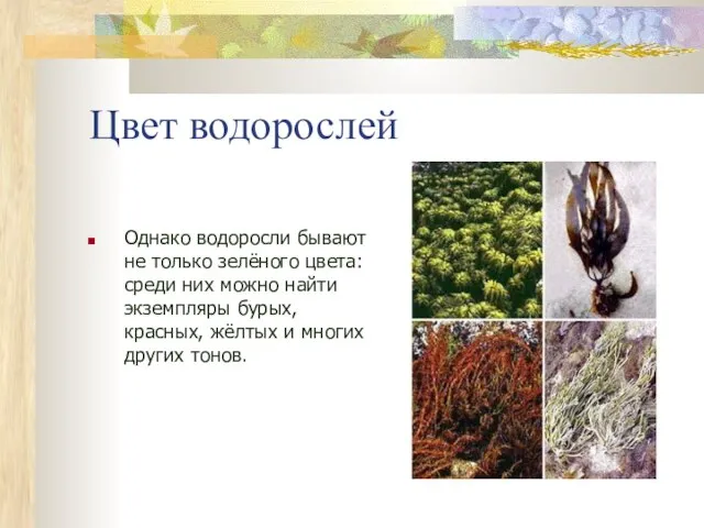 Цвет водорослей Однако водоросли бывают не только зелёного цвета: среди них можно