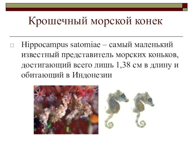 Крошечный морской конек Hippocampus satomiae – самый маленький известный представитель морских коньков,