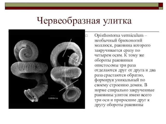 Червеобразная улитка Opisthostoma vermiculum – необычный брюхоногий моллюск, раковина которого закручивается сразу