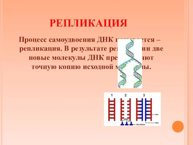 РЕПЛИКАЦИЯ Процесс самоудвоения ДНК называется – репликация. В результате репликации две новые