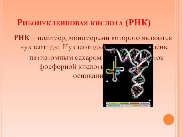 Рибонуклеиновая кислота (РНК) РНК – полимер, мономерами которого являются нуклеотиды. Нуклеотиды РНК