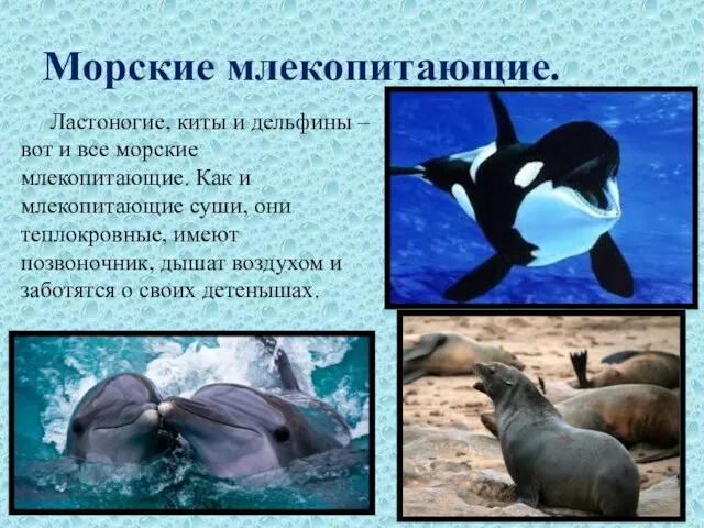 Морские млекопитающие. Ластоногие, киты и дельфины – вот и все морские млекопитающие.