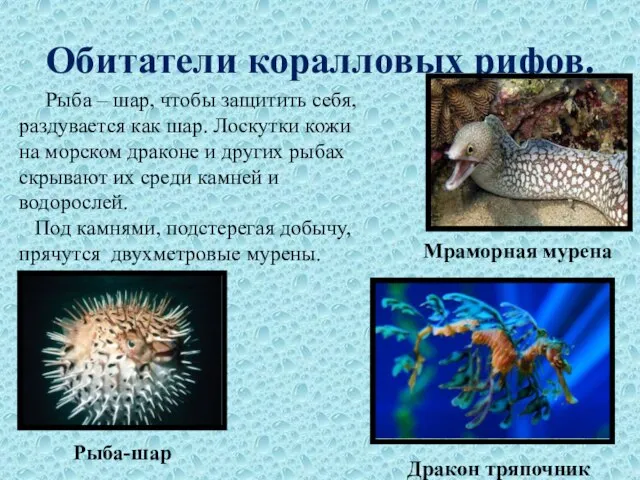 Обитатели коралловых рифов. Рыба – шар, чтобы защитить себя, раздувается как шар.