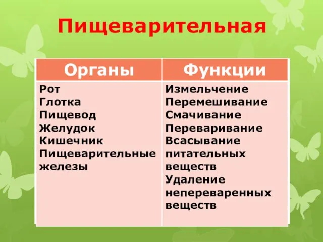 Пищеварительная