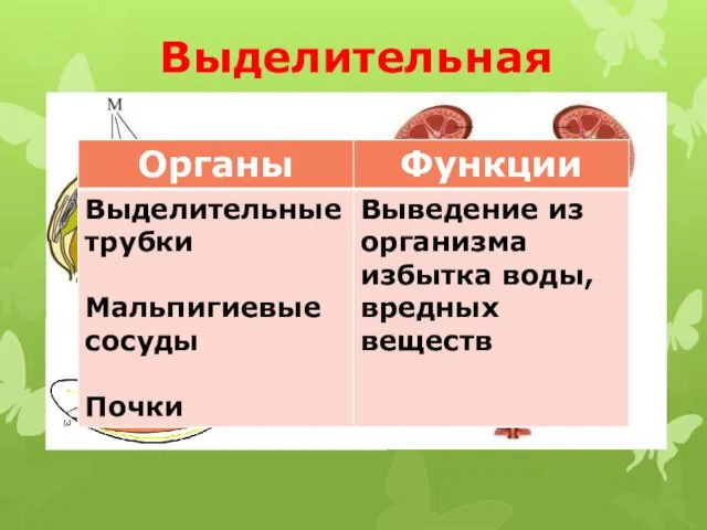 Выделительная