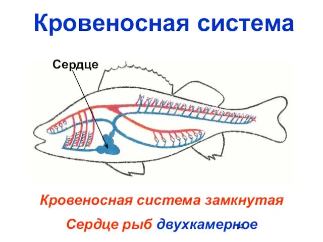 Кровеносная система Кровеносная система замкнутая Сердце рыб двухкамерное Сердце