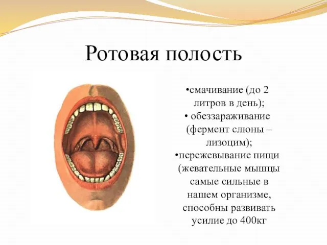 Ротовая полость смачивание (до 2 литров в день); обеззараживание (фермент слюны –