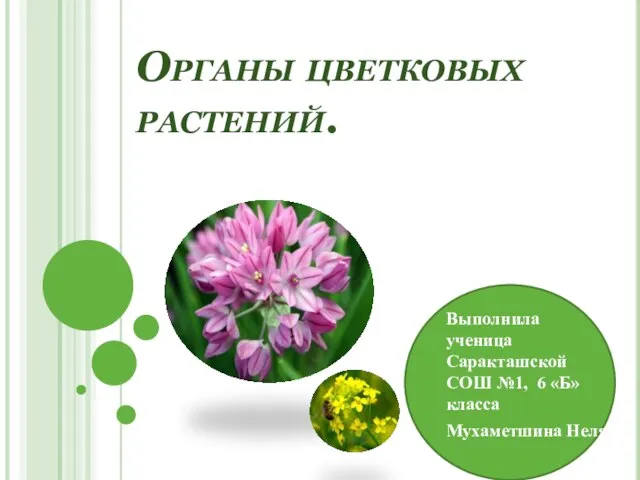 Презентация на тему Органы цветковых растений