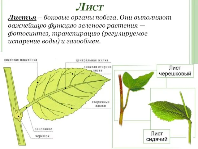 Лист Листья – боковые органы побега. Они выполняют важнейшую функцию зеленого растения
