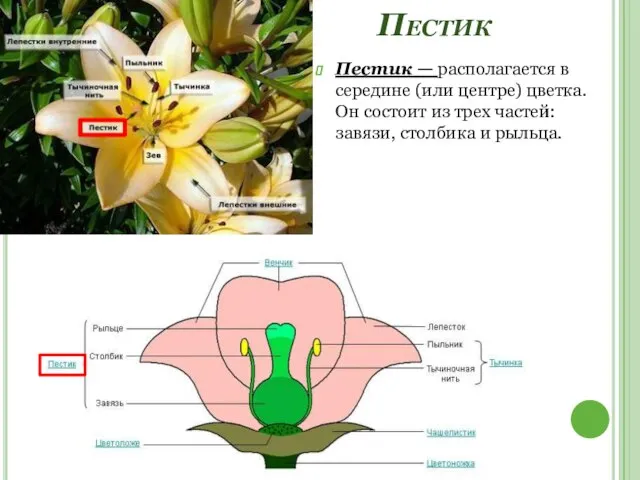 Пестик Пестик — располагается в середине (или центре) цветка. Он состоит из
