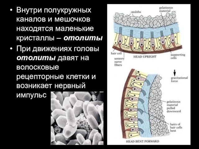 Внутри полукружных каналов и мешочков находятся маленькие кристаллы – отолиты При движениях