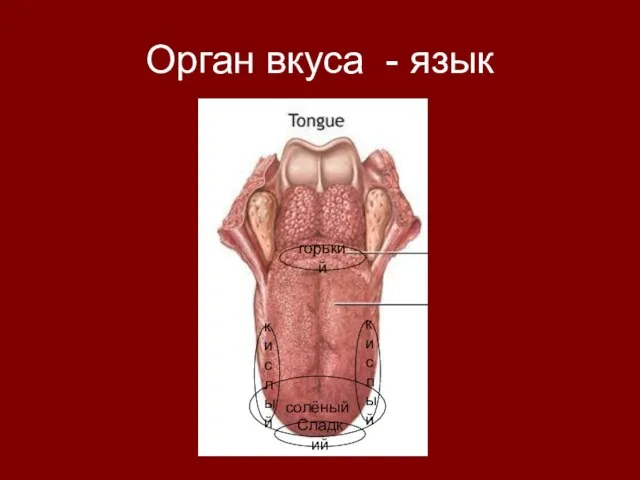 Орган вкуса - язык Сладкий горький кислый кислый солёный