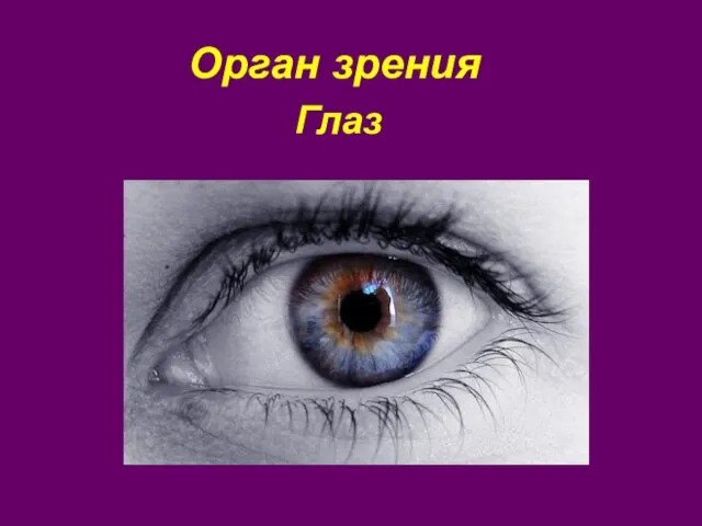 Орган зрения Глаз