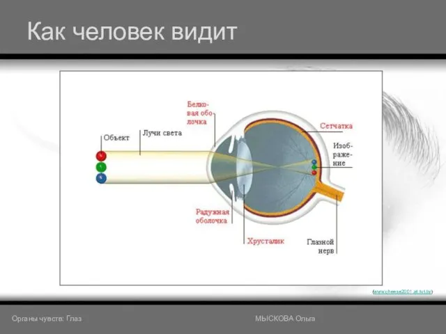 Как человек видит (www.cheese2001.at.tut.by) Органы чувств: Глаз МЫСКОВА Ольга